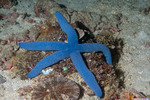 Sea Stars