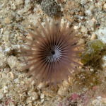 Serpulidae