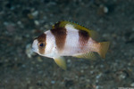 Amblypomacentrus