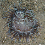 Macrodactyla