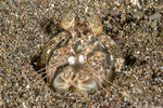 Mantis Shrimps