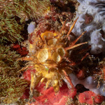 Tetillidae
