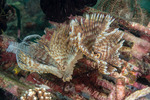 Sabellastarte