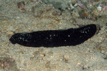 Holothuriidae