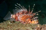 Dendrochirus