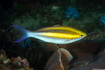 Nemipteridae