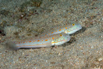 Valenciennea