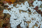 Corals