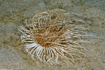 Anemones