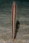 Pennatulacea