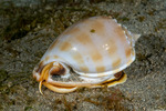 Tonnoidea