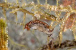Phrikoceros