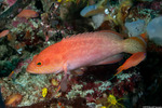 Cephalopholis