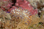 Proctonotoidea