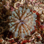 Cycloseris