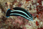 Labropsis