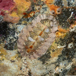 Chitons