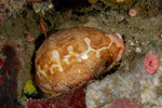 Cypraeoidea