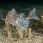 Sedentaria