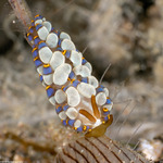 Cladobranchia