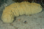 Stichopodidae