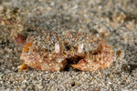 Eubrachyura