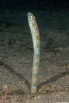 Blennies