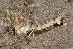 Odontodactylus