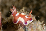 Mexichromis
