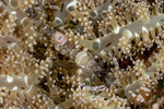 Ancylomenes