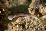 Chelidonura
