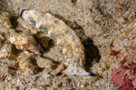Sacoglossa