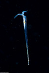 Pteropoda