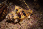 Muricidae