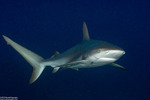 Sharks