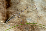 Sedentaria