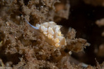 Nudibranchs