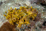 Porifera