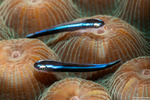 Gobies