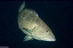 Groupers