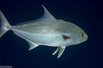 Carangiformes