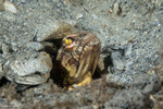 Jawfishes