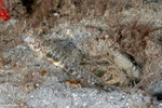 Gobies