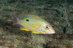 Lutjanus