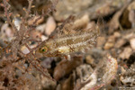 Sparisomatinae