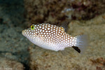 Tetraodontidae