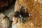 Dendrochirus