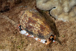 Sea Snails