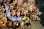 Muraeninae