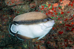 Angelfishes